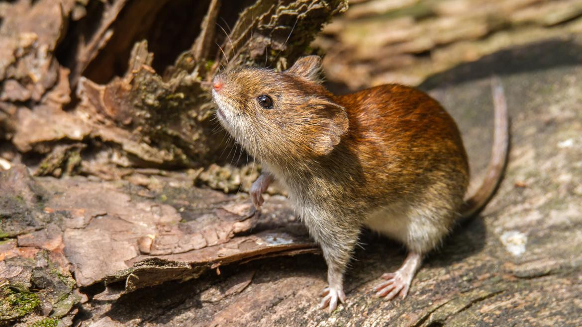 Hantavirus, Bariloche. Foto: Télam