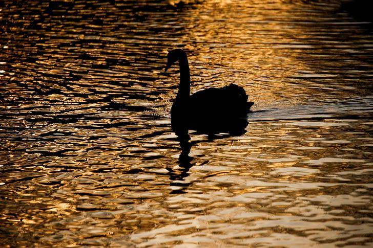 Primer caso de Gripe Aviar en Uruguay en un cisne de cuello negro. Foto: Reuters. 