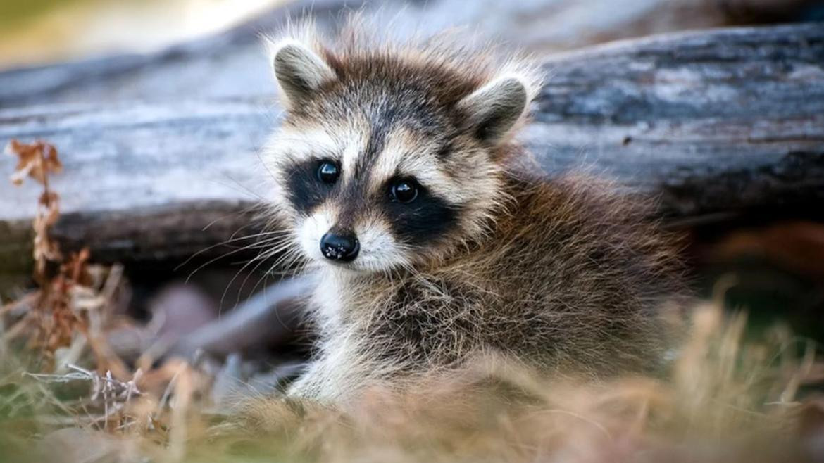 Perros mapaches, animales. Foto: REUTERS