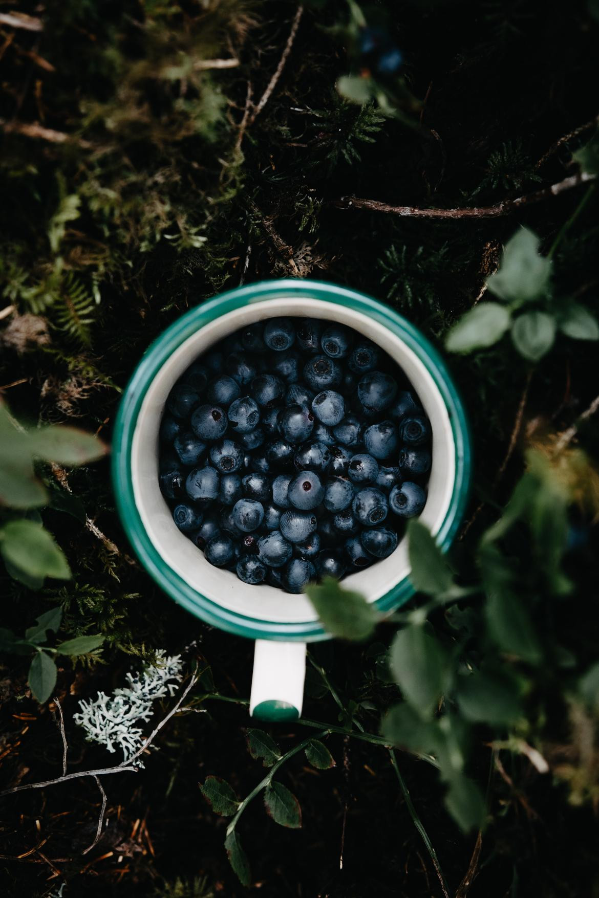 Arándanos. Foto: Unsplash, gentileza Kristaps Ungurs.