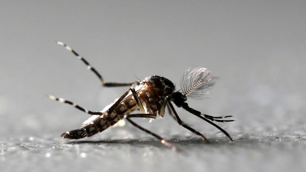 Mosquito transmisor del dengue. Foto: REUTERS