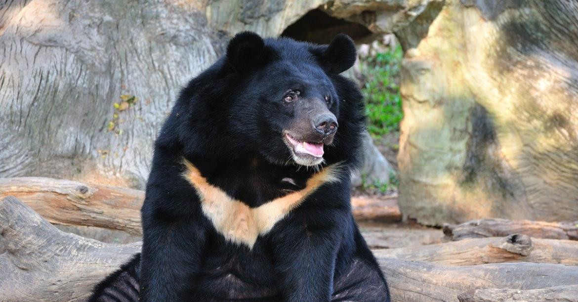 Oso negro asiático. Foto Twitter @hdanchiano.