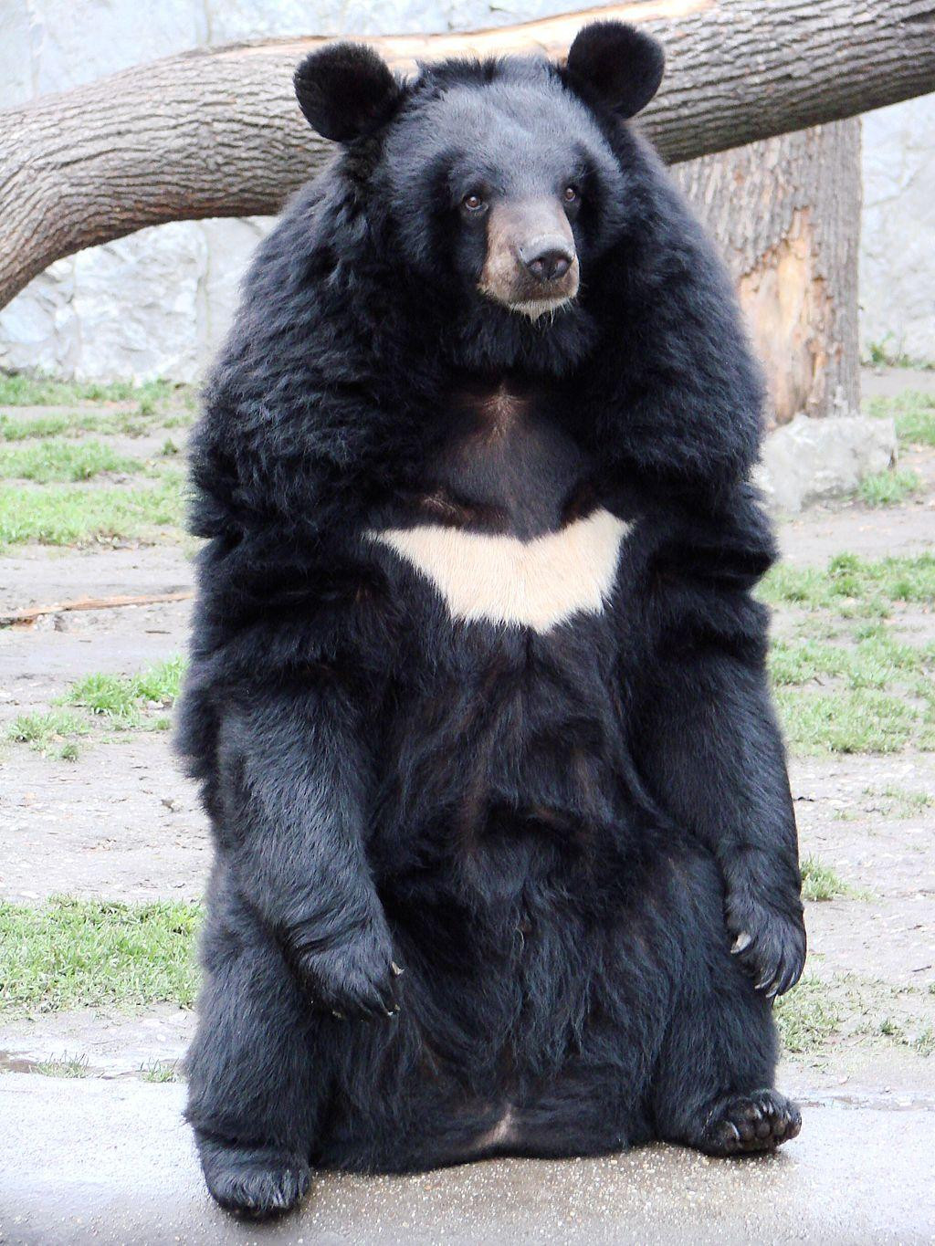 Oso negro asiático. Foto Twitter @cronicasfauna.