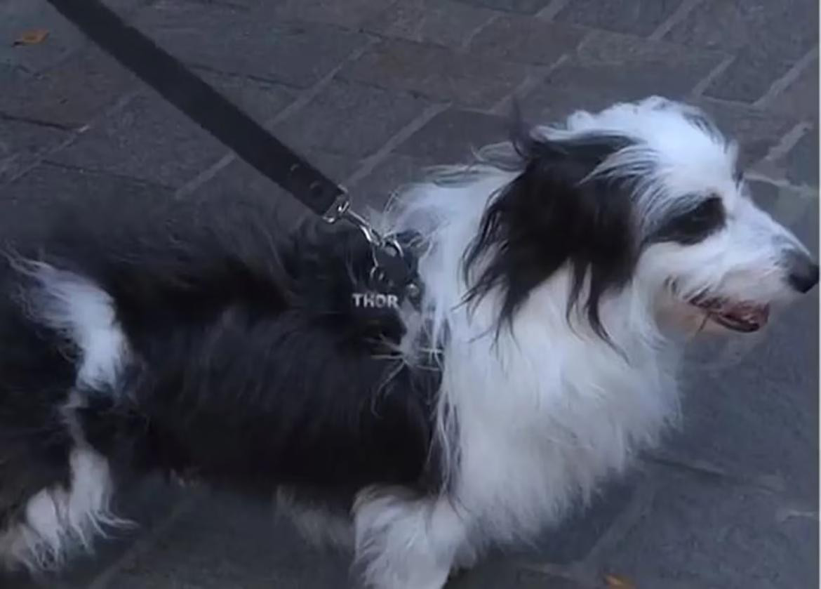 El perro maltratado en una peluquería canina de Caballito. Foto: TN