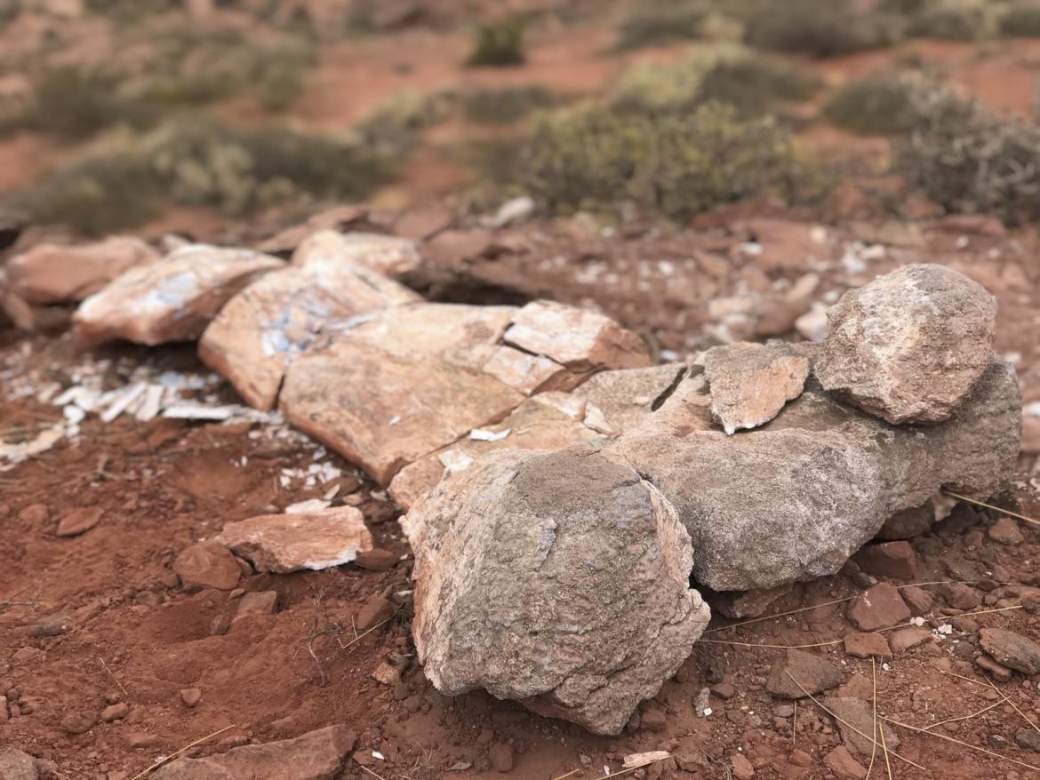 Hallazgo arqueológico en Neuquén. Foto: Telam.