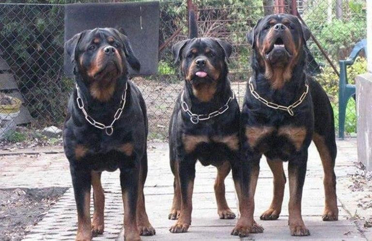 Fue atacado por tres rottweilers. Foto: NA.