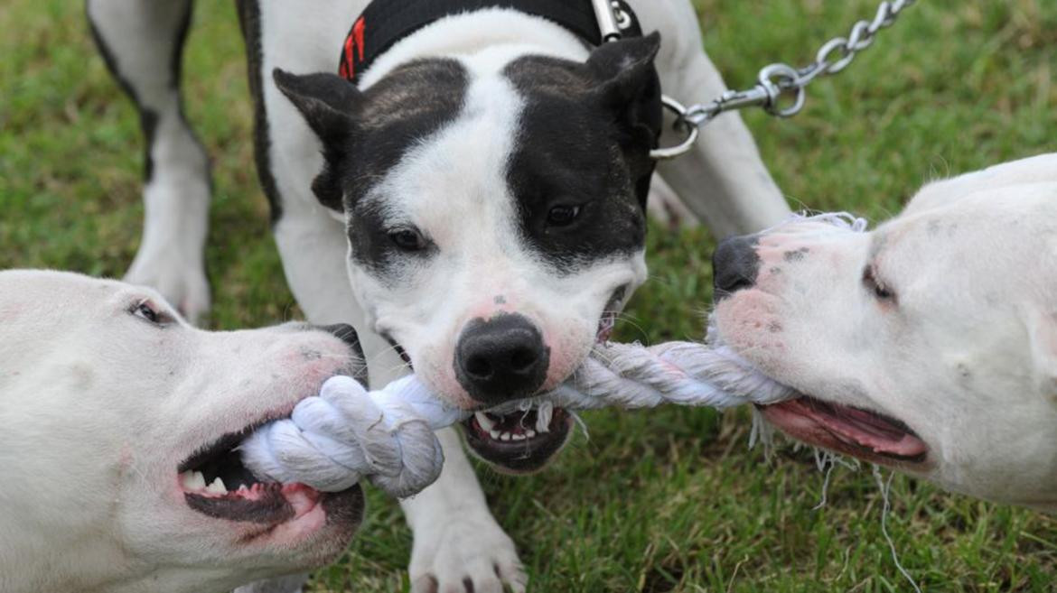 Perros pitbull. Foto: Reuters