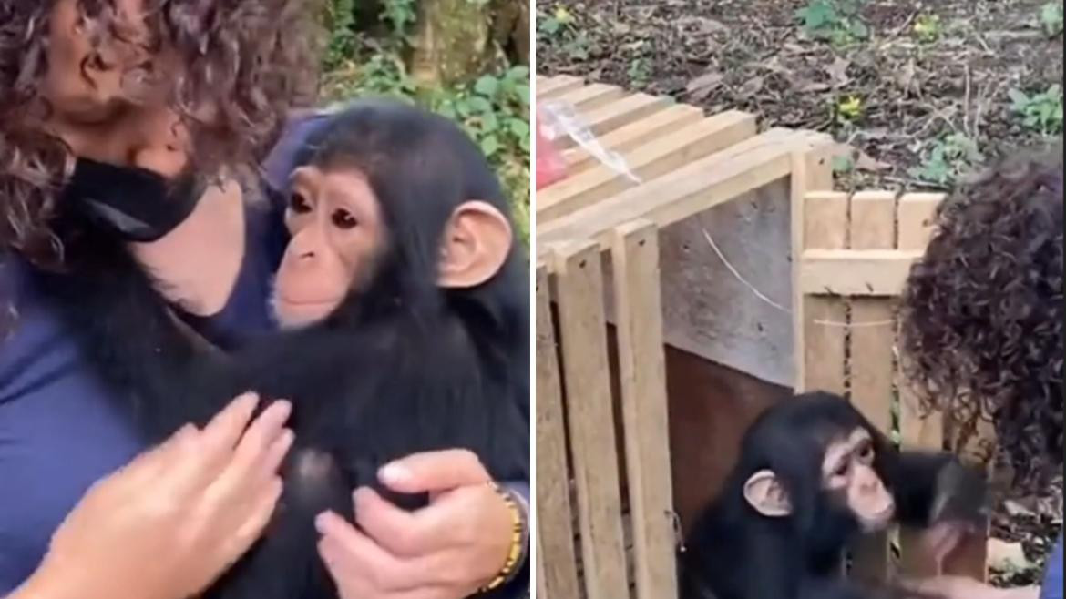 Chimpancé bebé rescatado. Foto: captura.