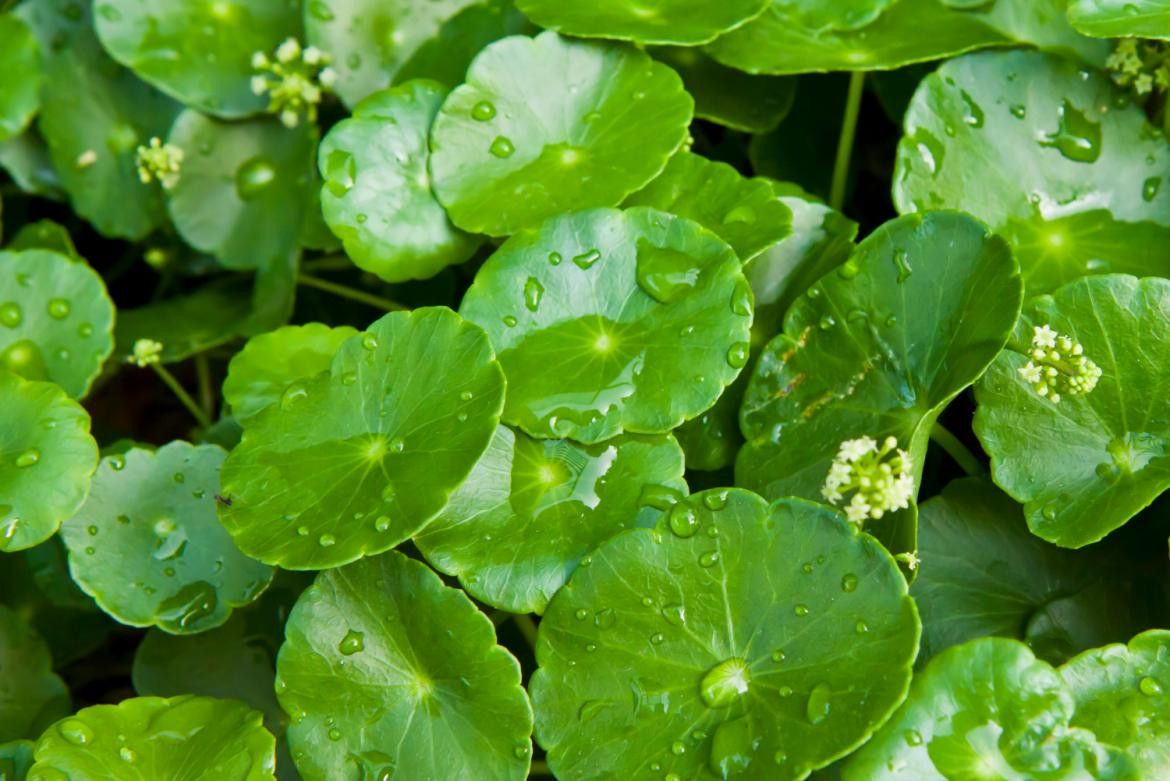 Centella Asiática planta - Foto: Google