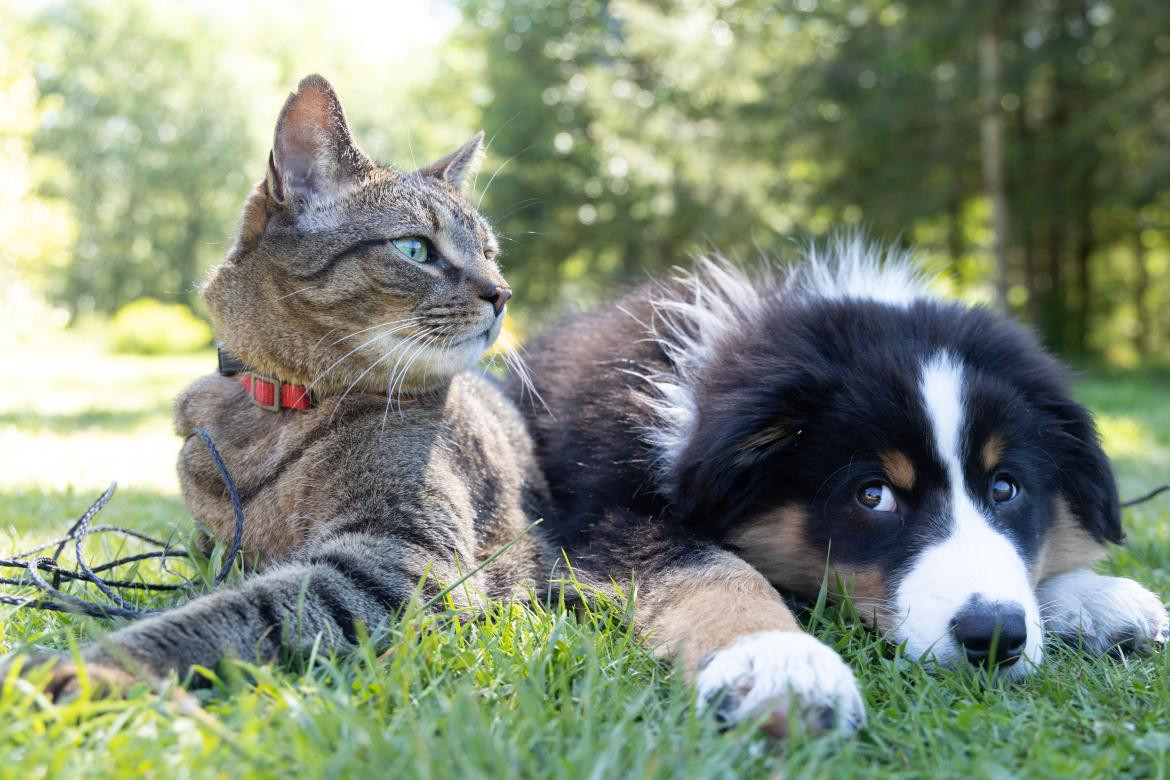 Gato y perro en el bosque. Foto: unsplash