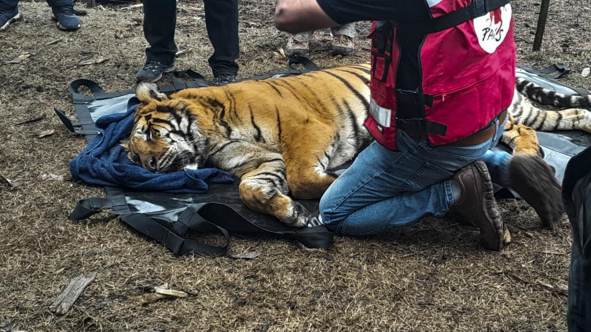 Tigres de bengala rescatados en Balcarce. Foto: Telam.