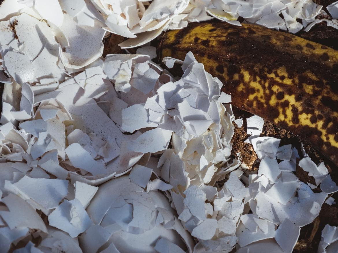 Cascaras de huevo y banana en tierra. Foto: Unsplash