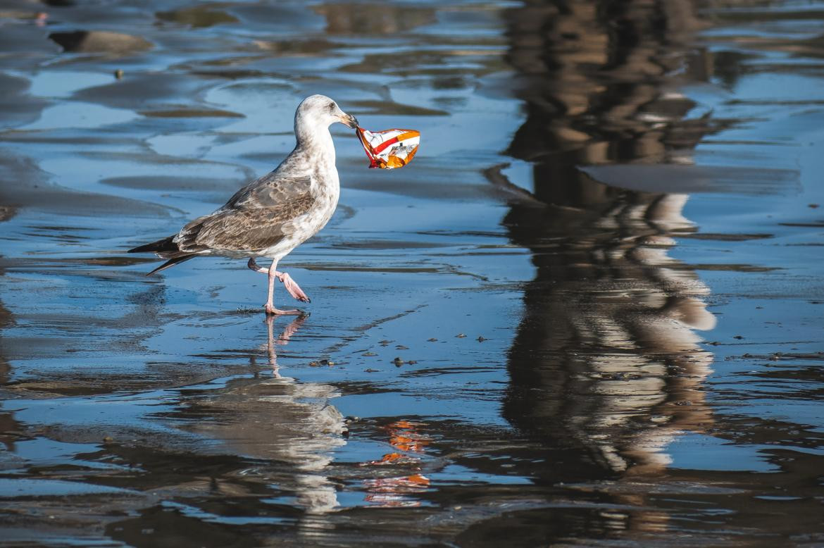 Gabiota en la playa de California con bolsa plástica en el pico. Foto: Unsplash