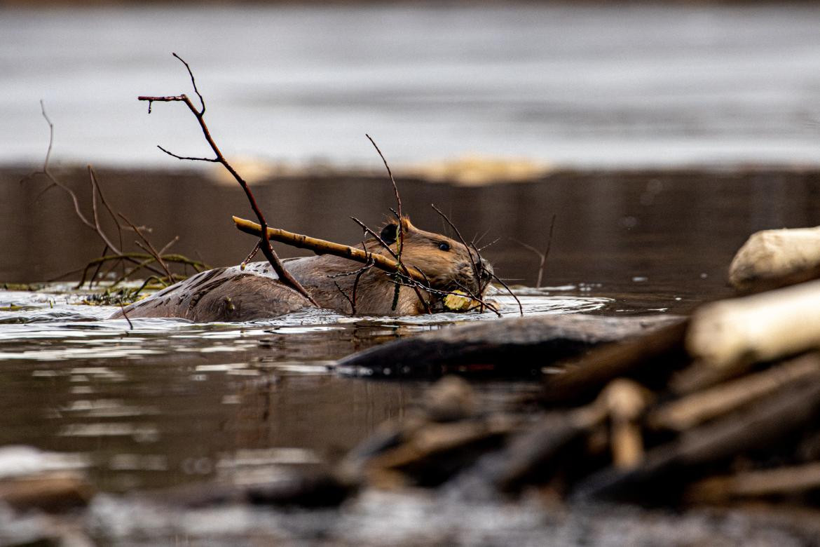 Castor en el agua. Foto: Unsplash