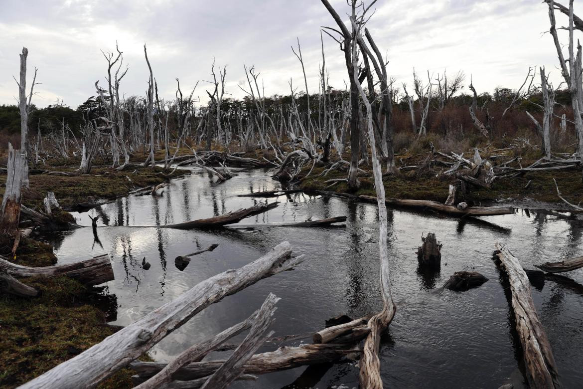 Árboles de un bosque nativo chileno afectado por castores. Foto: EFE