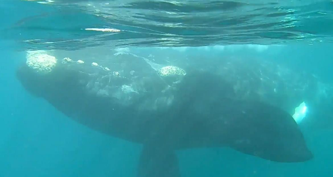 Ballenas en Puerto Madryn. Foto: captura Ruptly.