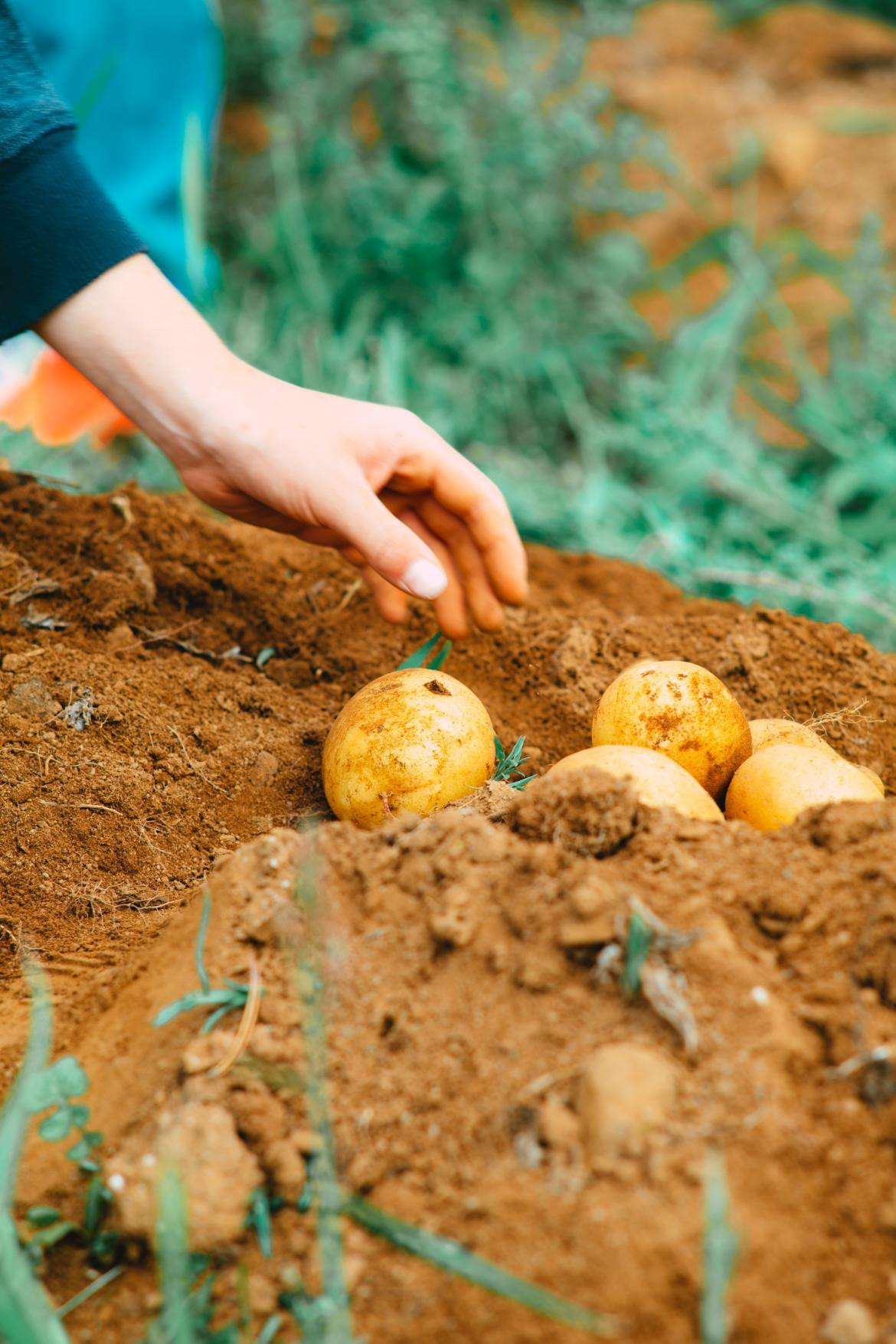 Huerta casera. Foto: Unsplash