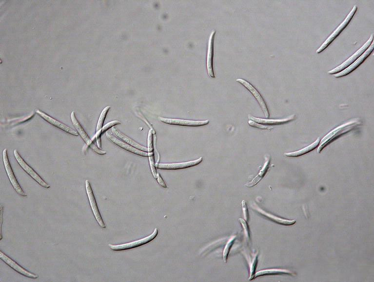 Fusarium Solani, hongo. Foto: Wikipedia