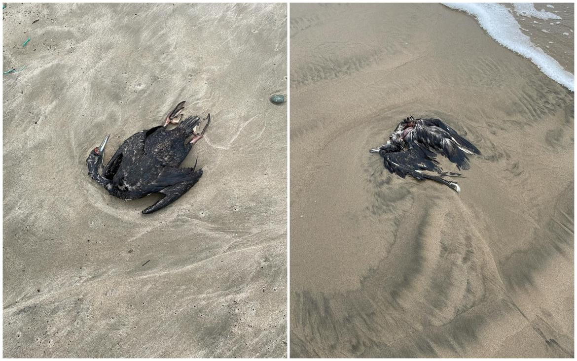 Aves muertas en Ecuador. Foto: Facebook Milena Aidee.