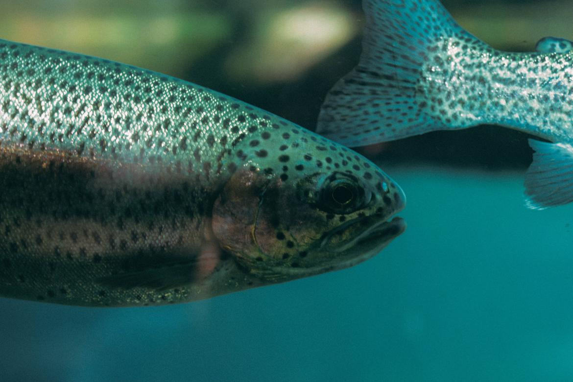 Peces contaminados en la Amazonía brasileña. Foto: Unsplash.