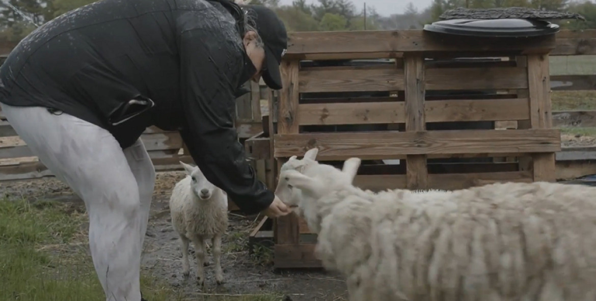 Intentan salvar a los animales de los incendios forestales en Nueva Escocia. Foto: captura video.