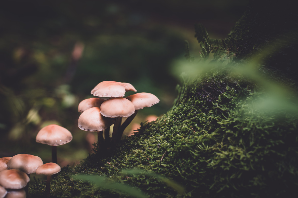 Hongos, Foto: Unsplash