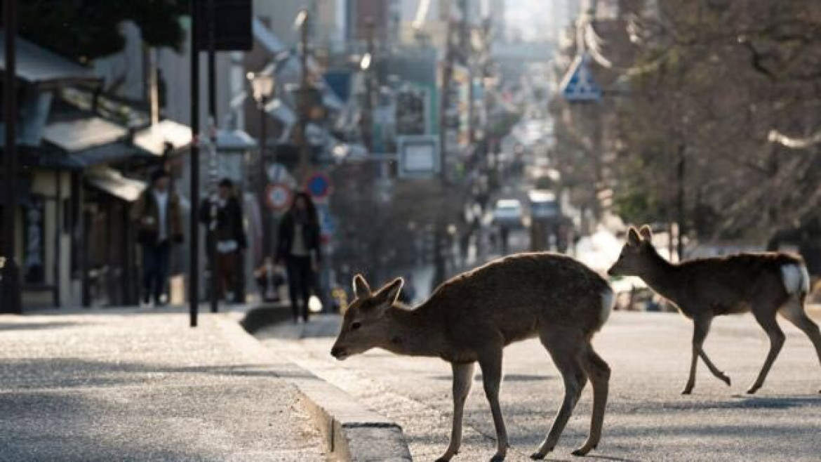 Animales durante la pandemia. Foto: @YoMatias1985