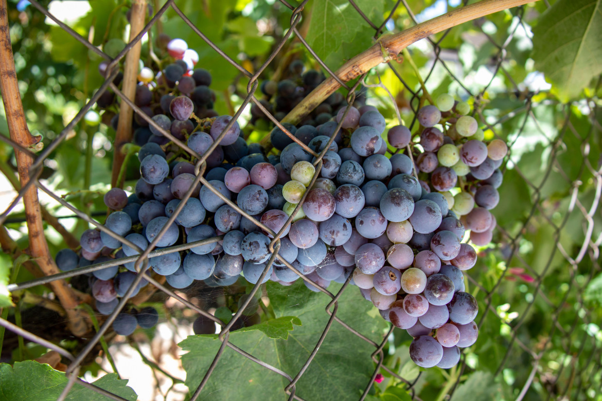 Uvas. Foto Alamy