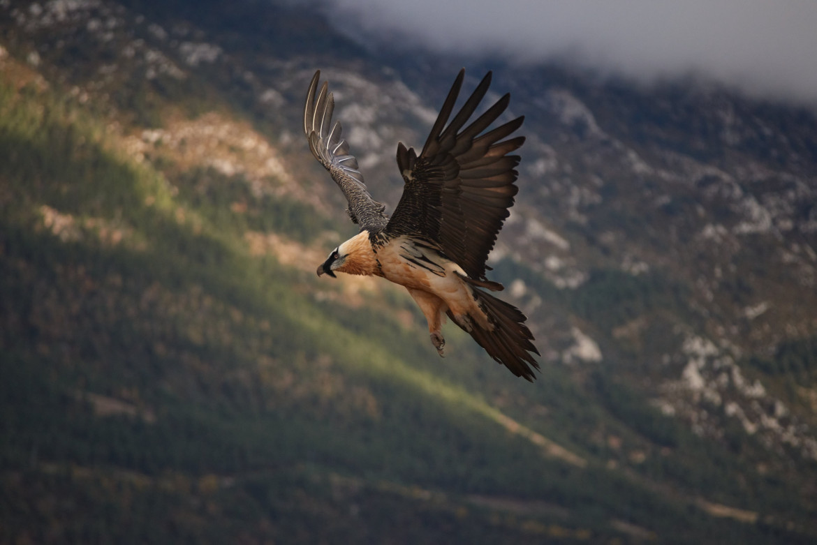 Ave quebrantahuesos en vuelvo. Foto: Twitter @FBiodiversidad