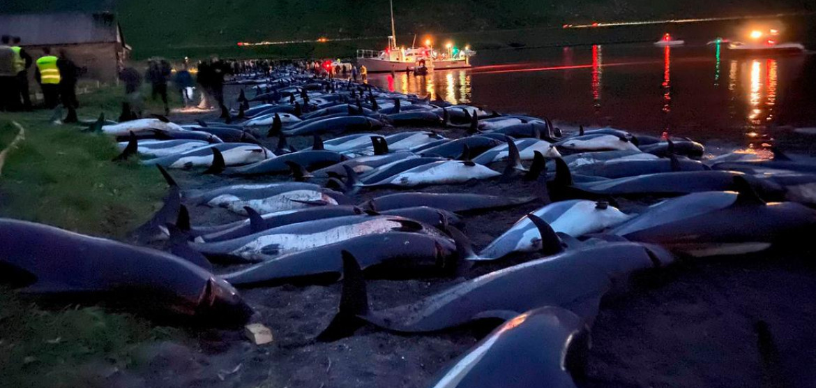 La matanza de delfines en las islas Feroe fue de dimensiones inéditas en 2021. Fuente: Sea Shepherd.