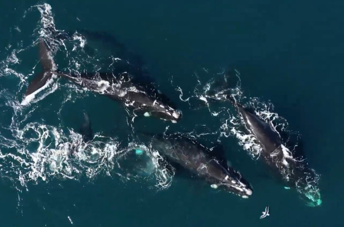 Ballenas en temporada de parto. Foto: captura Ruptly.