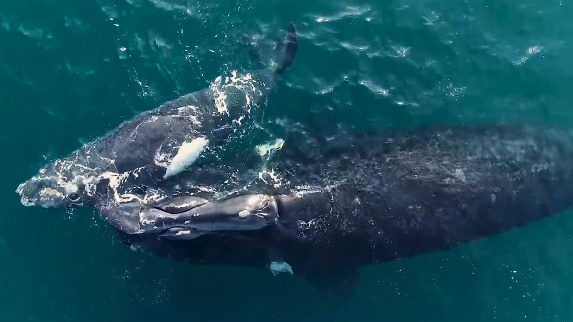 Ballenas. Foto: Reuters