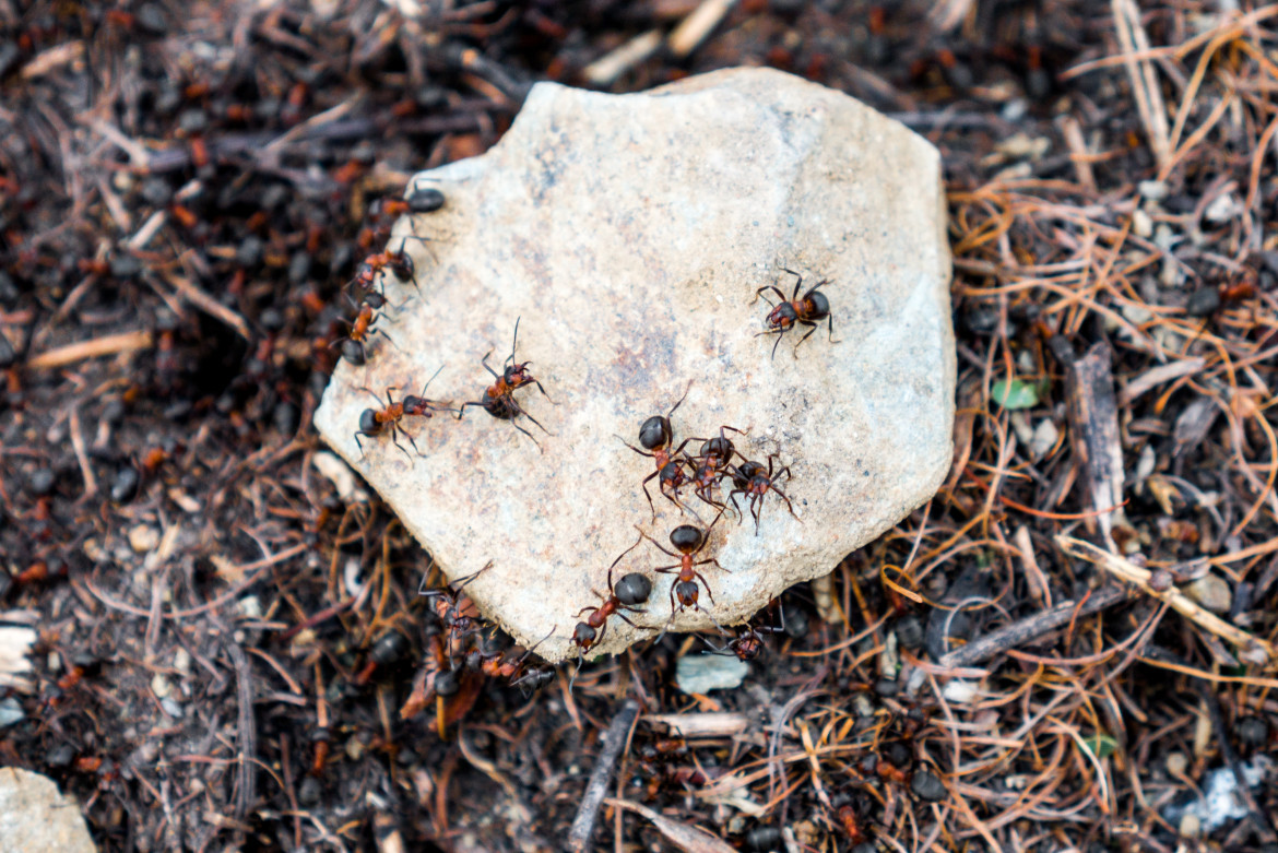 Insectos. Foto: Unsplash.