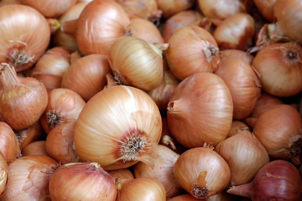 Cebollas. Foto: Unsplash.