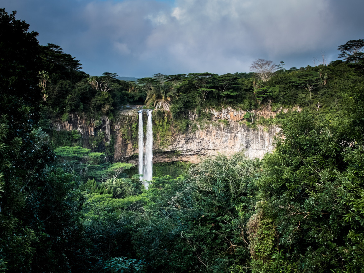 Bosques tropicales primitivos. Foto: Unsplash.