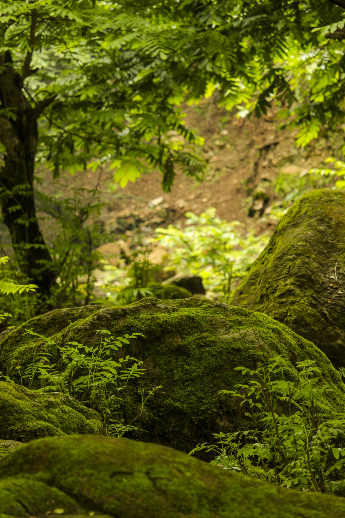 Bosques tropicales primitivos. Foto: Unsplash.