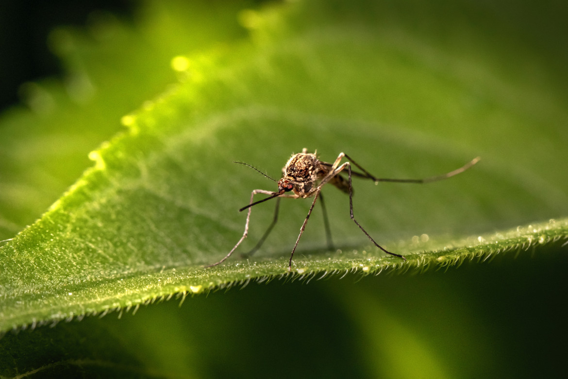 Mosquitos. Unsplash