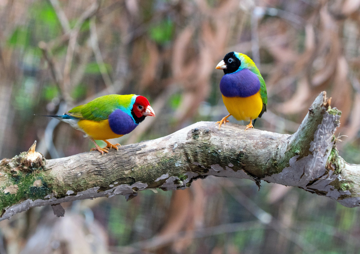 Pájaros. Foto: Unsplash