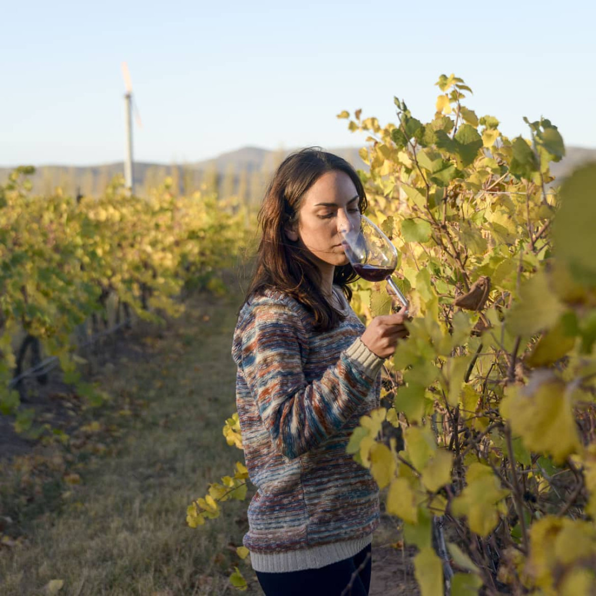 Viñedo y degustación - foto @bodegasaldungaray oficial