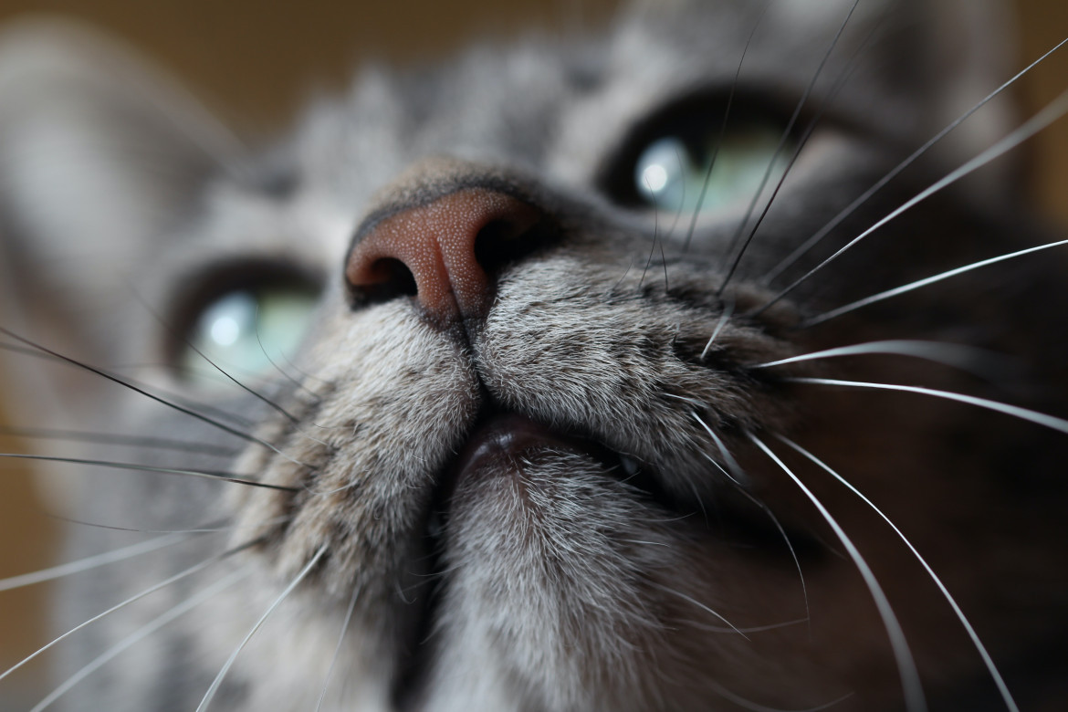 Gatos. Foto: Unsplash.