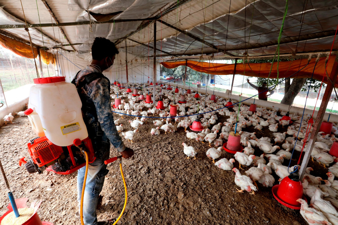 Gripe aviar, salud. Foto: EFE