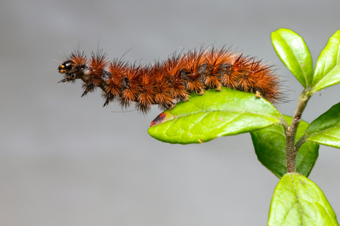 Gusano peludos, Insecto. Foto: Unsplash