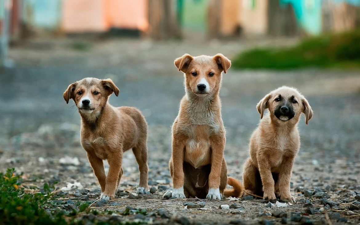 Perros. Foto: Unsplash.