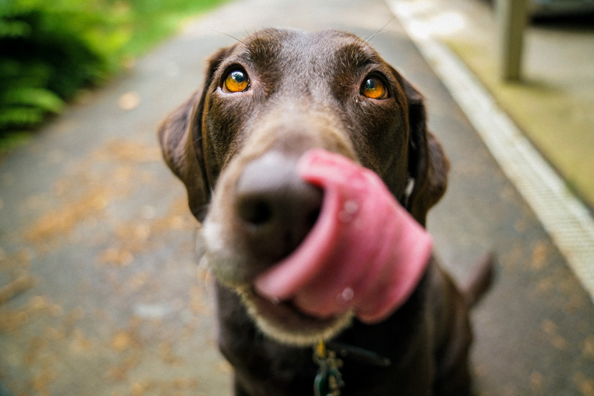 Perros. Foto: Unsplash.