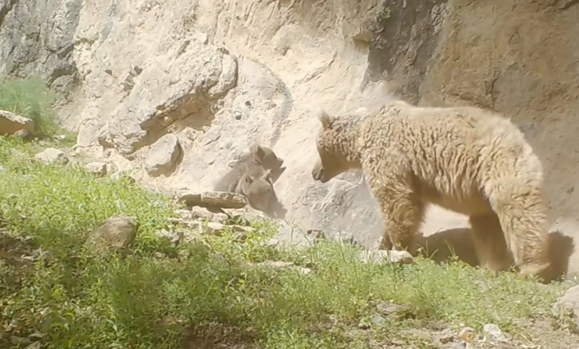 Familia de osos. Foto: captura Ruptly.