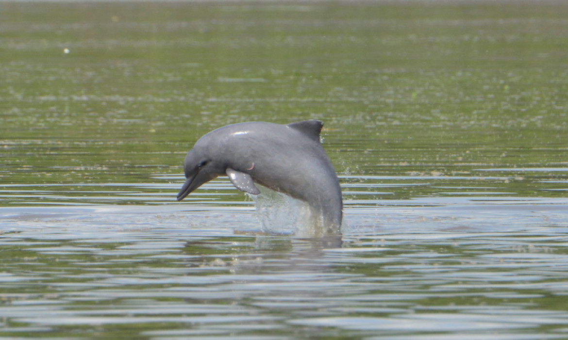 Delfin. Foto: National Geographic.