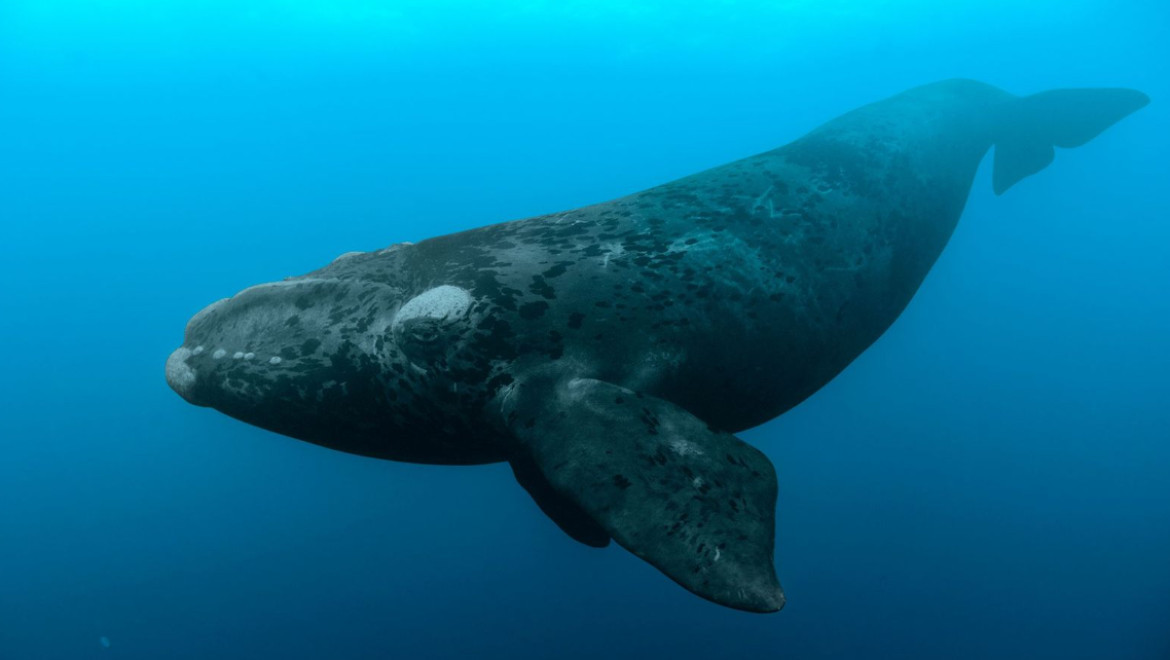 Ballena franca. Foto: National Geographic.