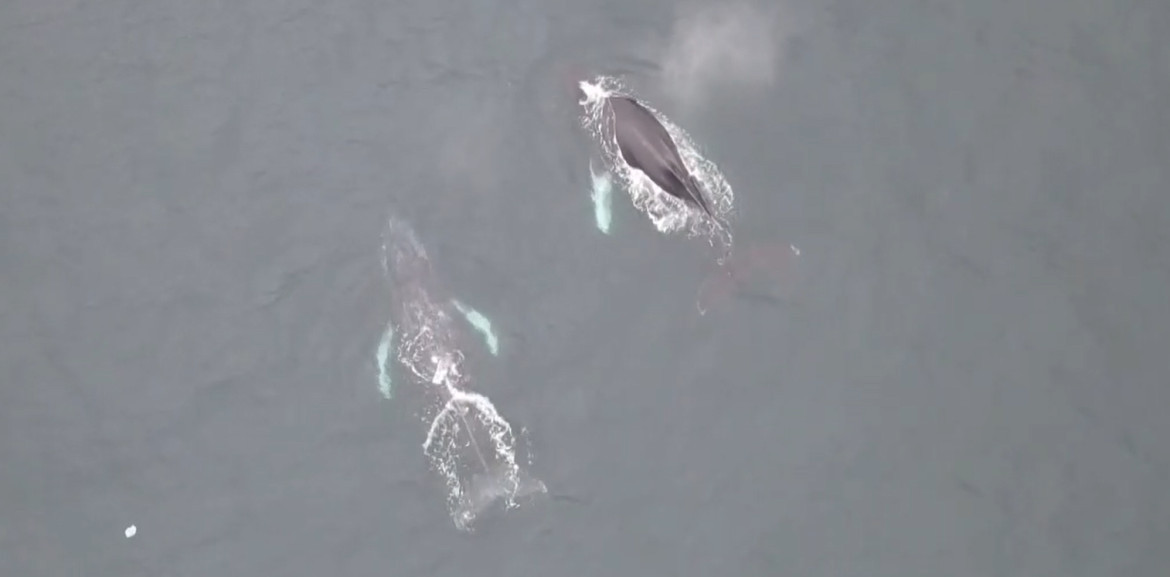 Ballenas causan asombro. Foto: EFE.