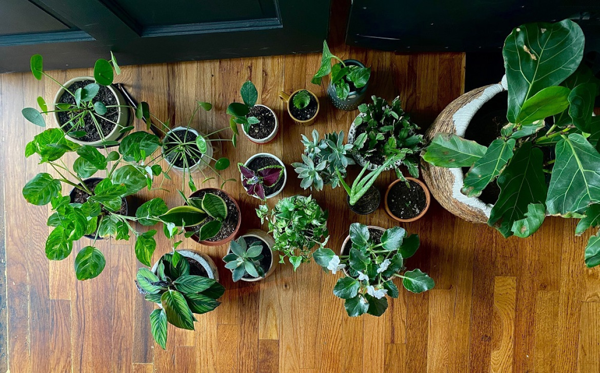 El Feng shui recomienda evitar estas plantas dentro de la casa porque afectan las energías positivas. Foto: Unsplash.