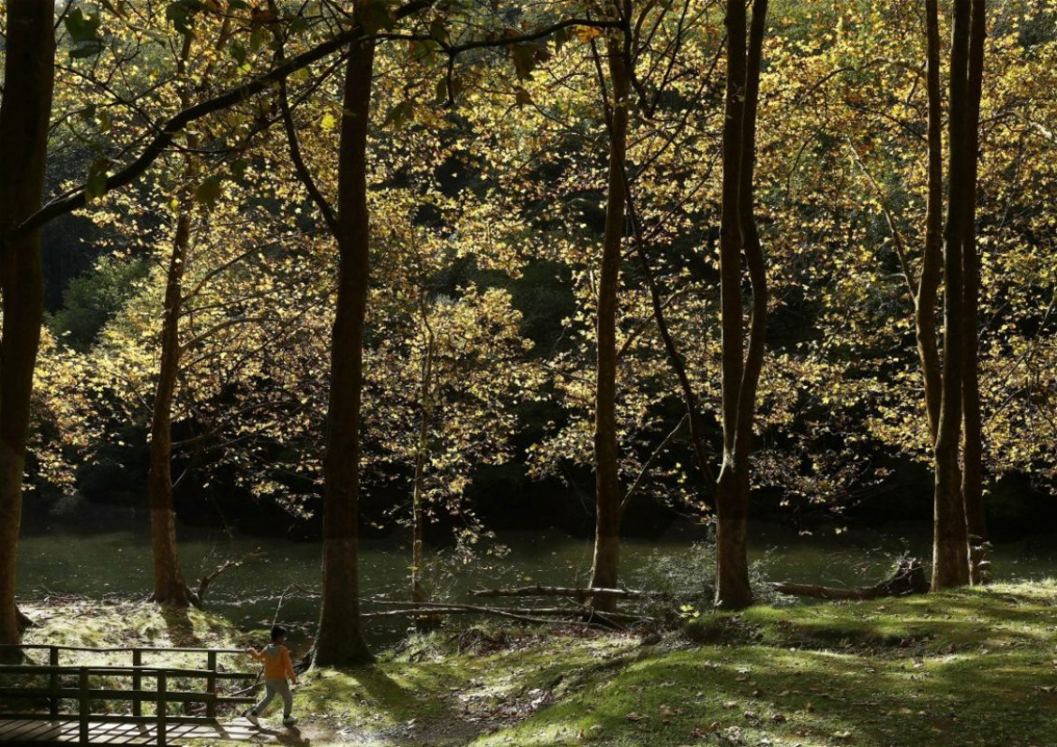 Bosques en España. Foto: EFE.